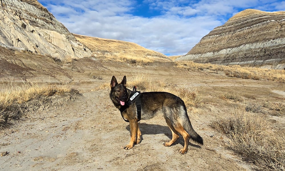 k9-leak-hunters-landscape-v2